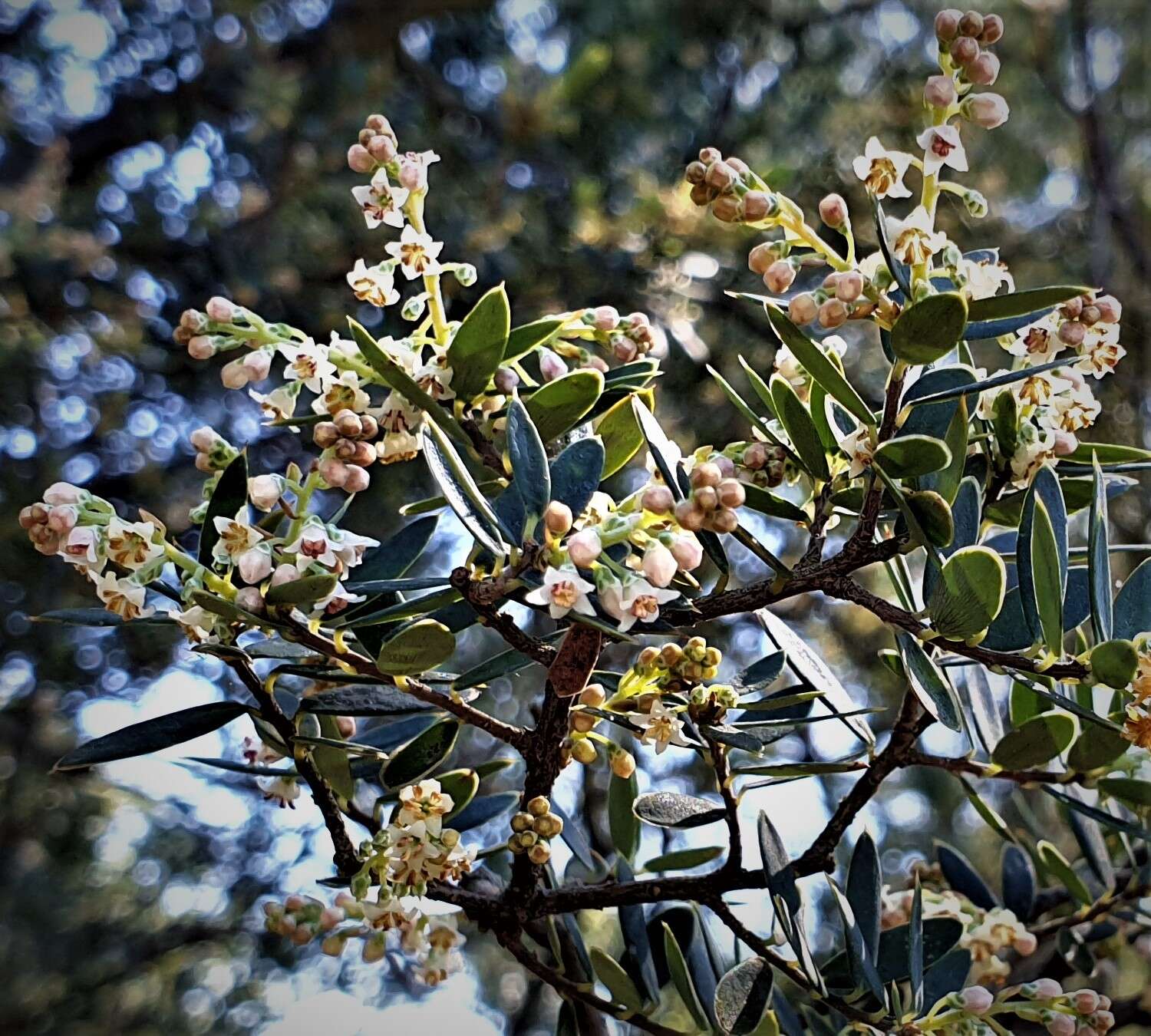 Image of Monotoca elliptica (Smith) R. Br.