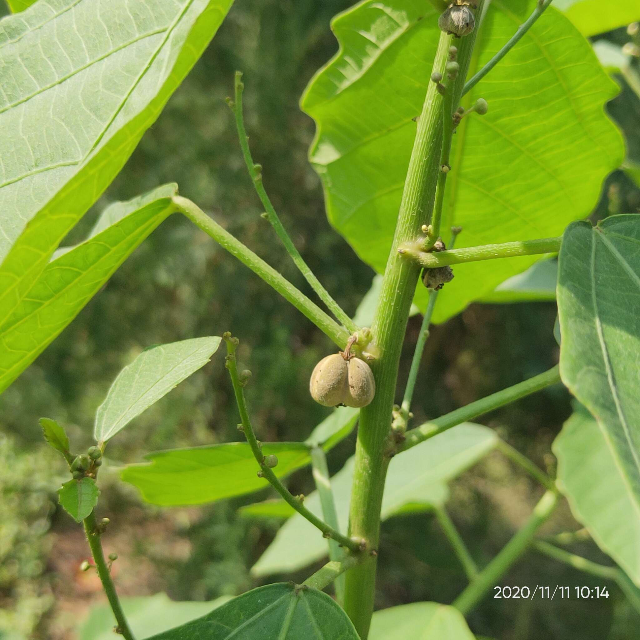 Image of Baliospermum solanifolium (Burm.) Suresh