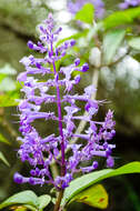 Image of Plectranthus ecklonii Benth.