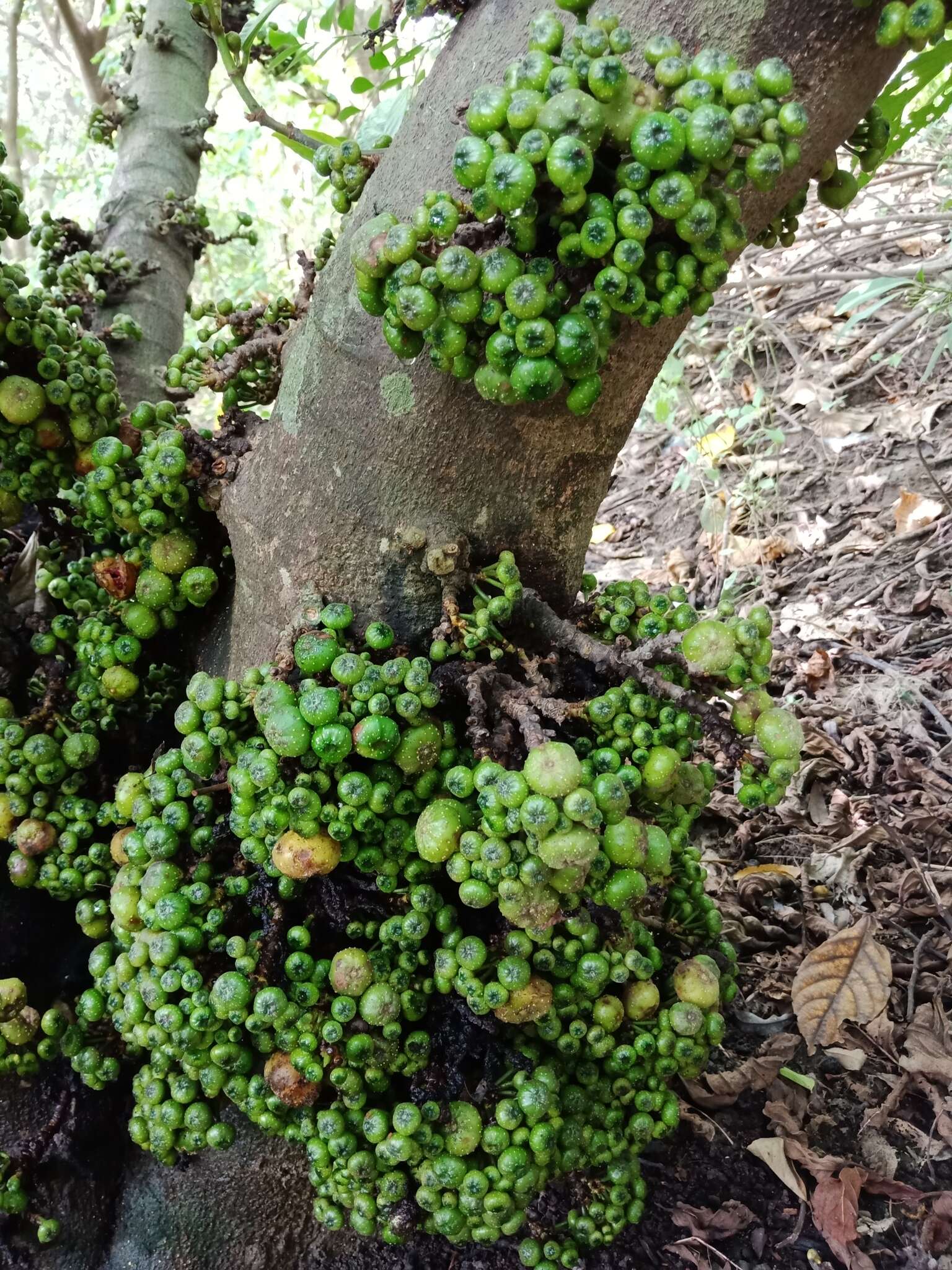 Imagem de Ficus fistulosa Reinw. ex Bl.