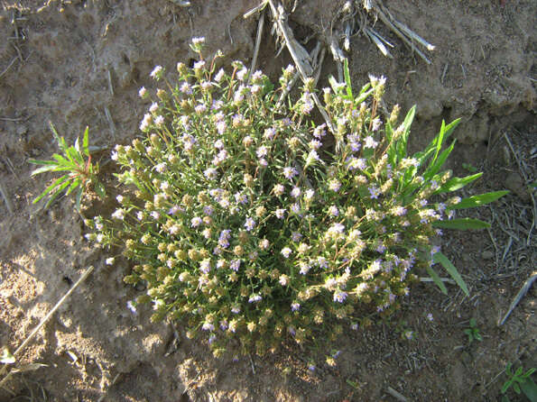 Image of Melanospermum foliosum (Benth.) O. M. Hilliard