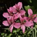 Imagem de Alstroemeria presliana Herb.