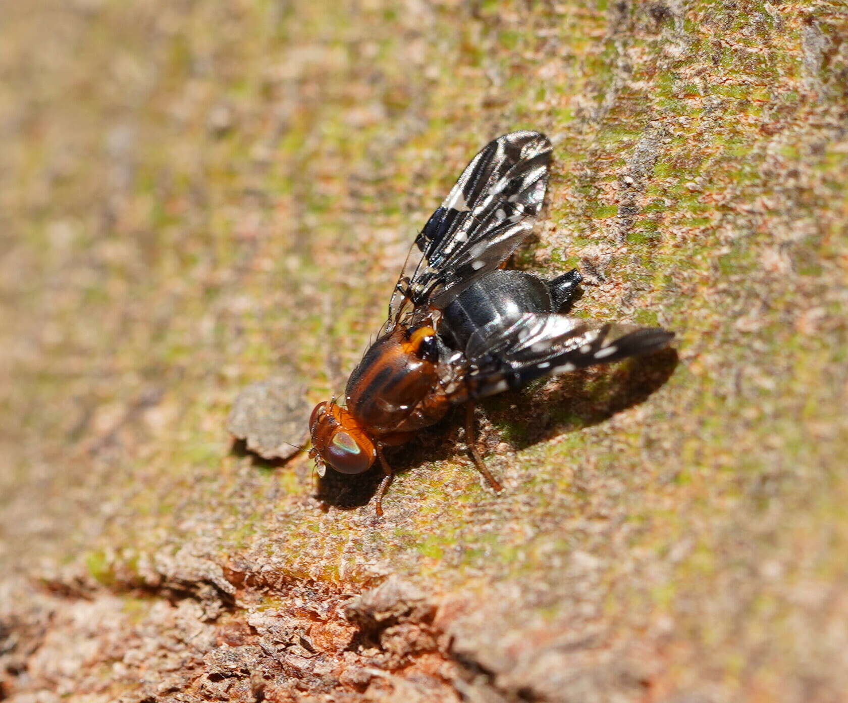 Image of Acanthonevroides basalis (Walker 1853)