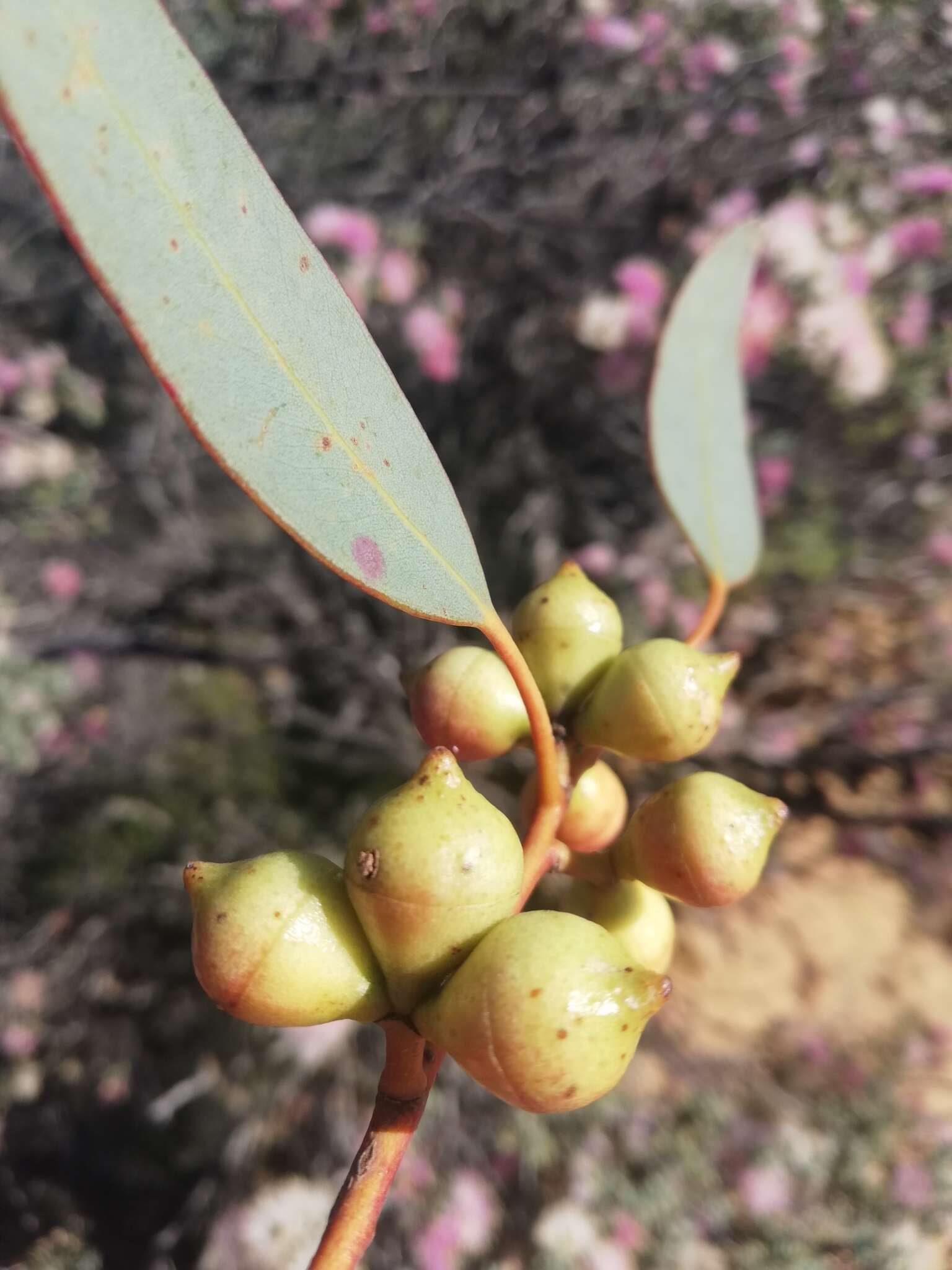 Слика од Eucalyptus oldfieldii F. Müll.