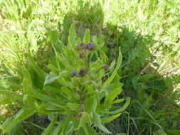 Image of Cirsium arvense var. integrifolium Wimmer & Grabowski