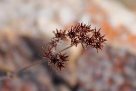 Image of Crassula atropurpurea var. anomala (Schönl. & Bak. fil.) Tölken