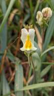 Image of Linaria hirta (L.) Moench