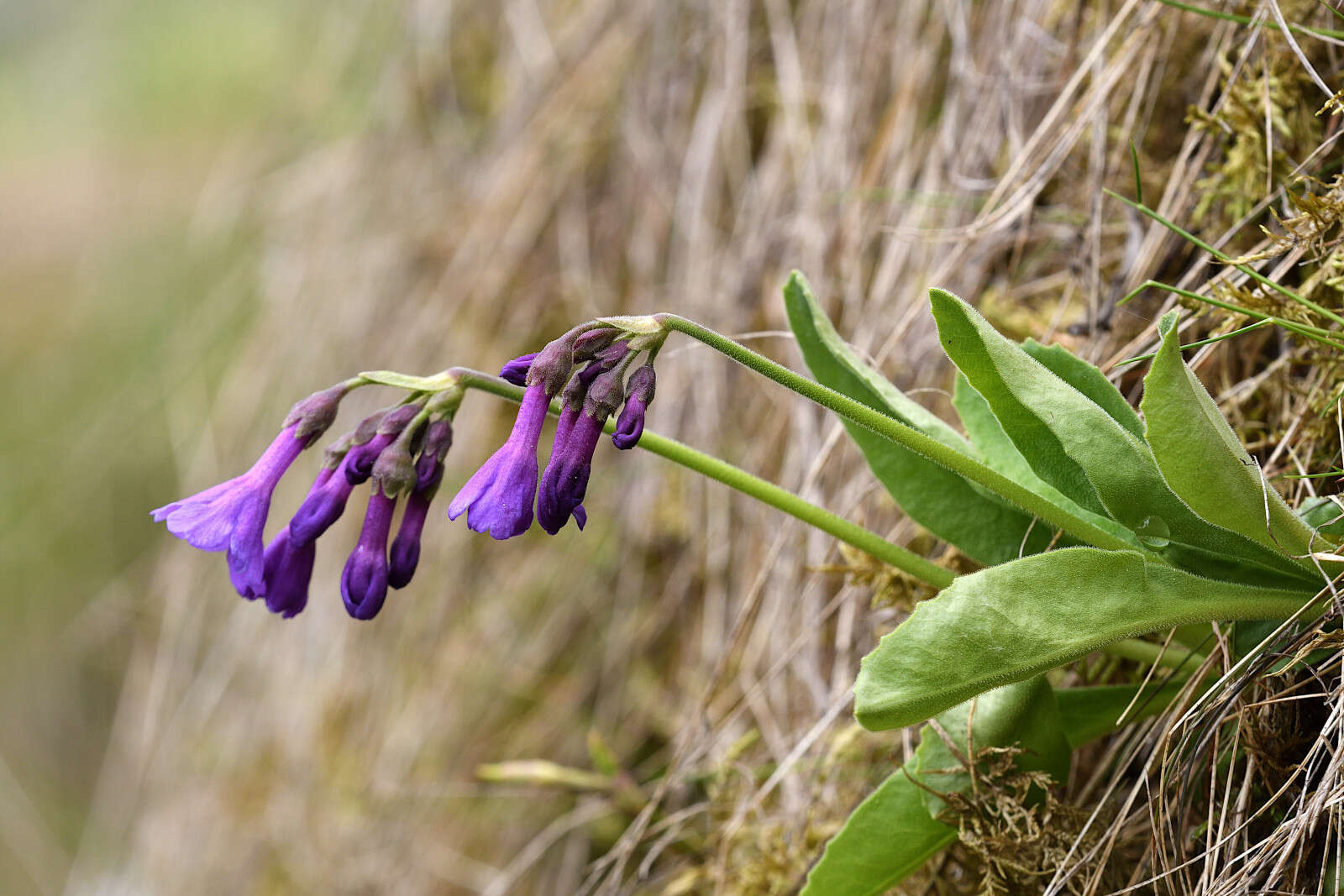 Primula latifolia subsp. graveolens (Hegetschw.) Rouy resmi