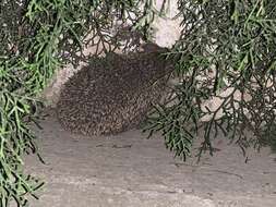 Image of Steppe Hedgehogs