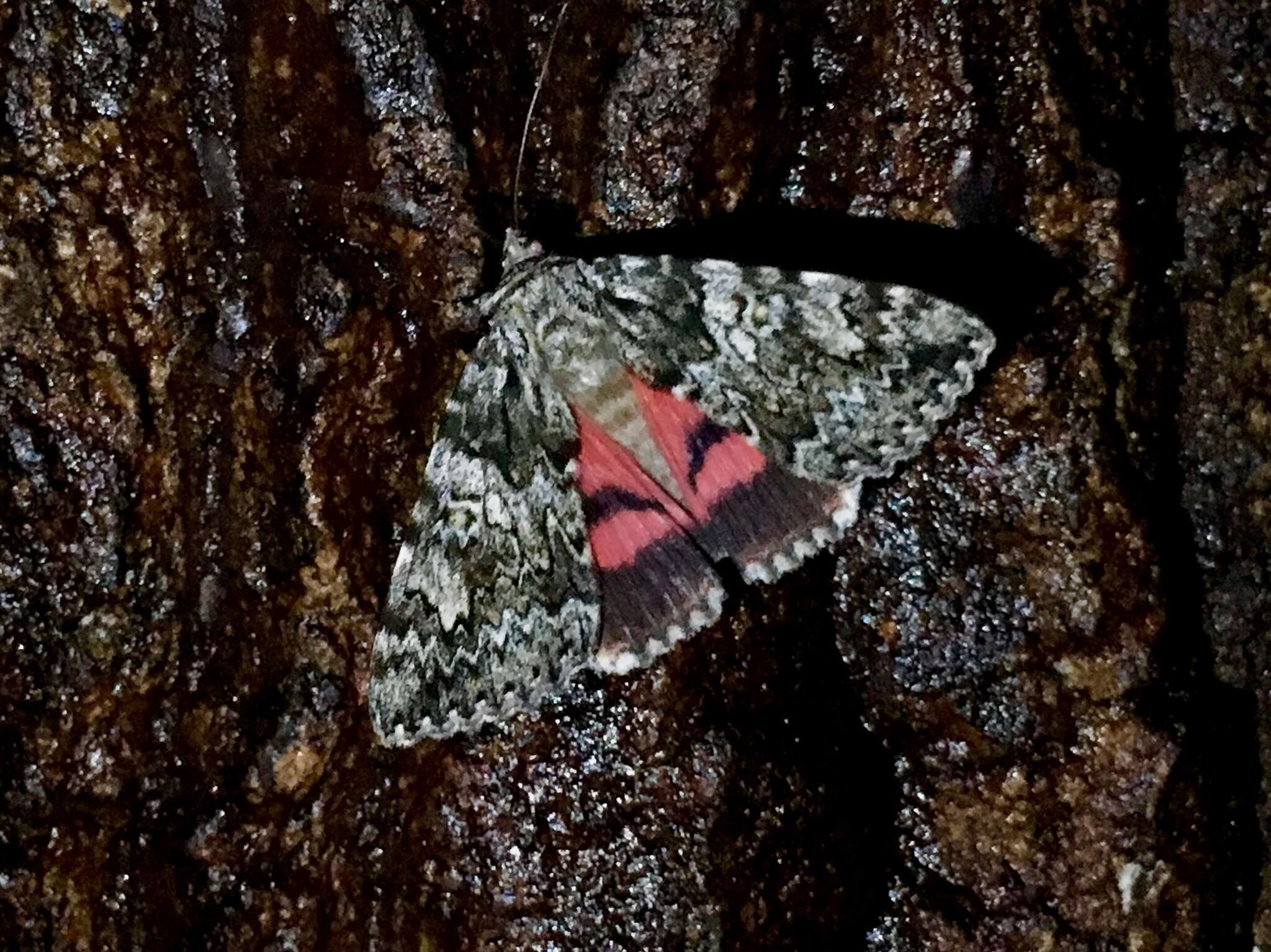 Image of Light crimson underwing moth