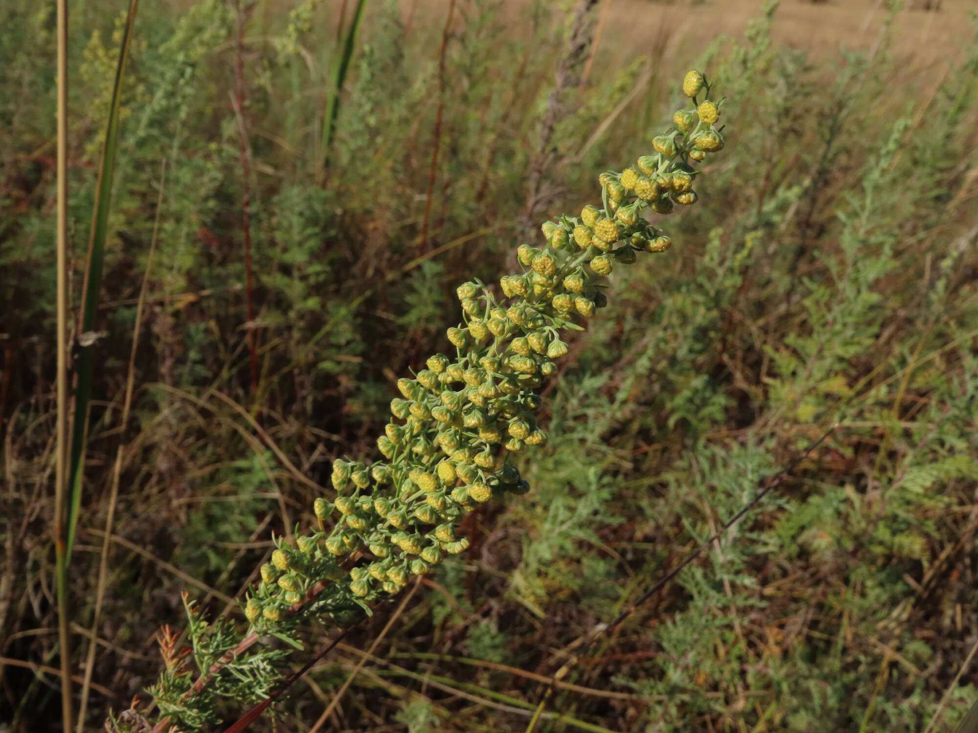 Image of Roman wormwood