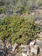 صورة Ruschia lineolata (Haw.) Schwant.