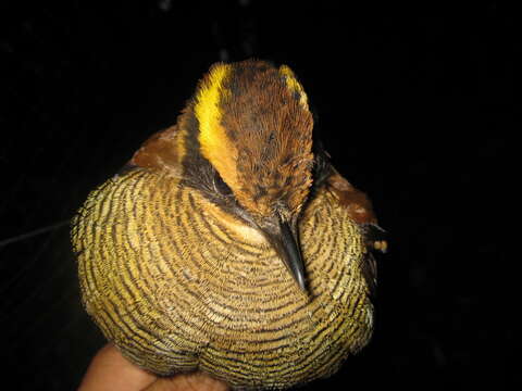 Image of Bornean Banded Pitta