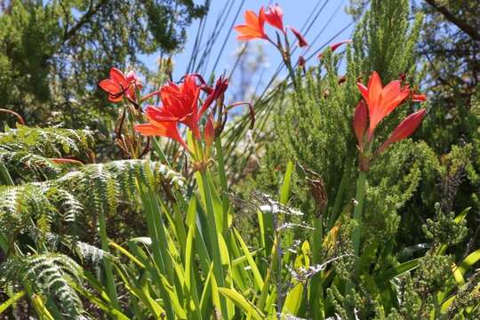 Image of George lily, Scarborough lily