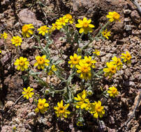 Imagem de Eriophyllum ambiguum var. paleaceum (Brandeg.) Ferris