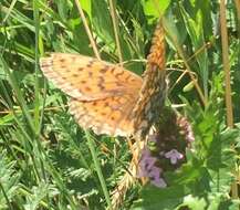 Image of Twin-spot Fritillary