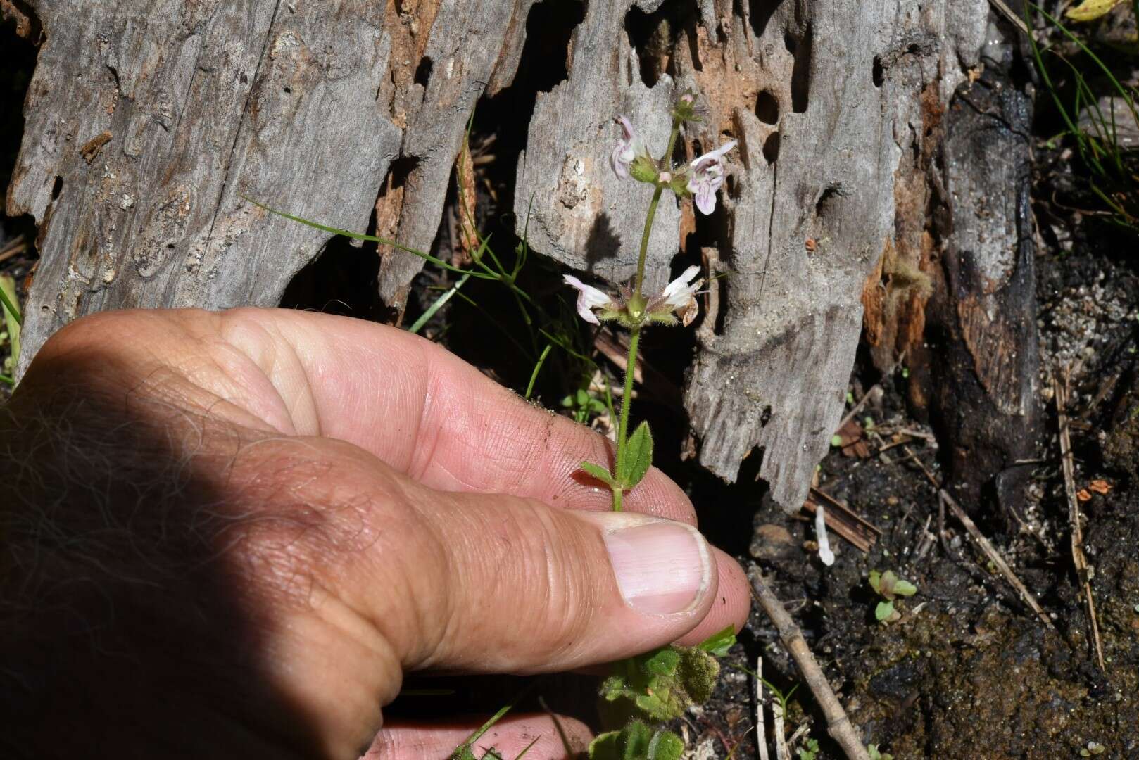 Image of bugle hedgenettle