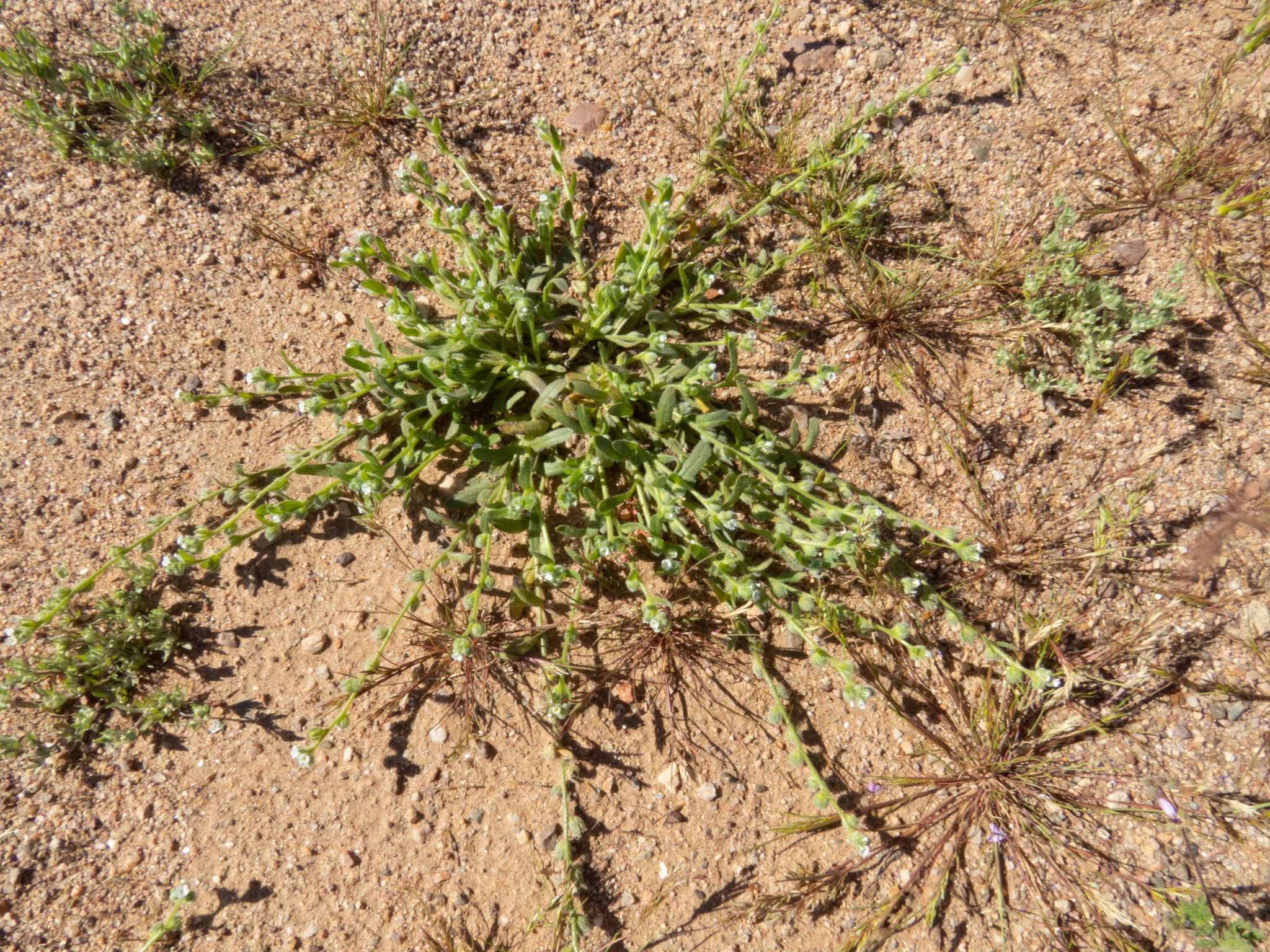 Plancia ëd Plagiobothrys pringlei Greene.