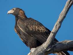 Image of Aquila audax audax (Latham 1801)