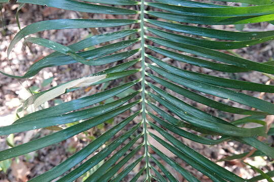 Image of Macrozamia lucida L. A. S. Johnson