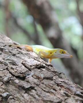 Image of Les Saines Anole