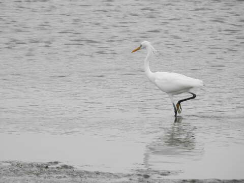 Imagem de Egretta eulophotes (Swinhoe 1860)