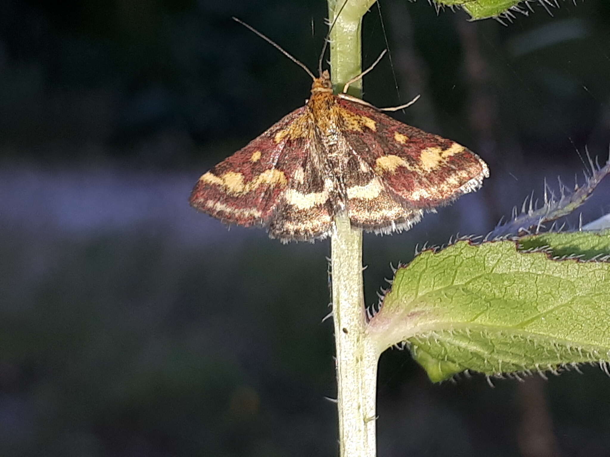 Image de Pyrausta ostrinalis Hübner 1796