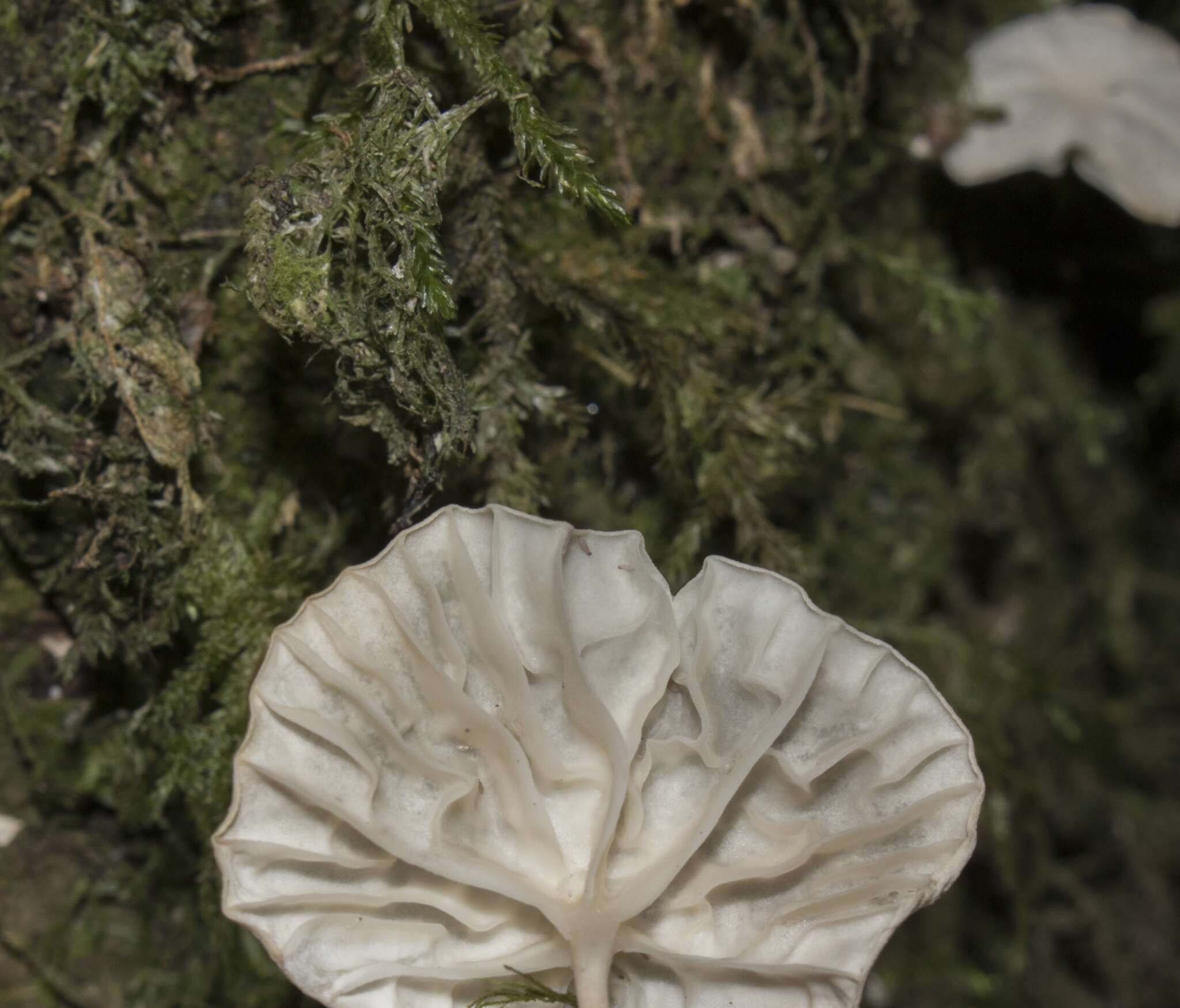 Plancia ëd Marasmiellus alliiodorus (Mont.) Singer 1962