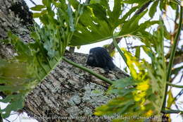 Image of golden-rumped lion tamarin