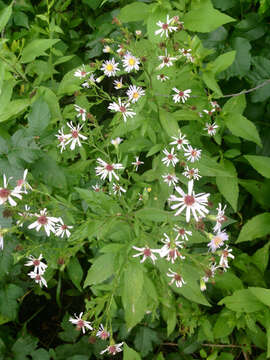 Image of Drummond's aster