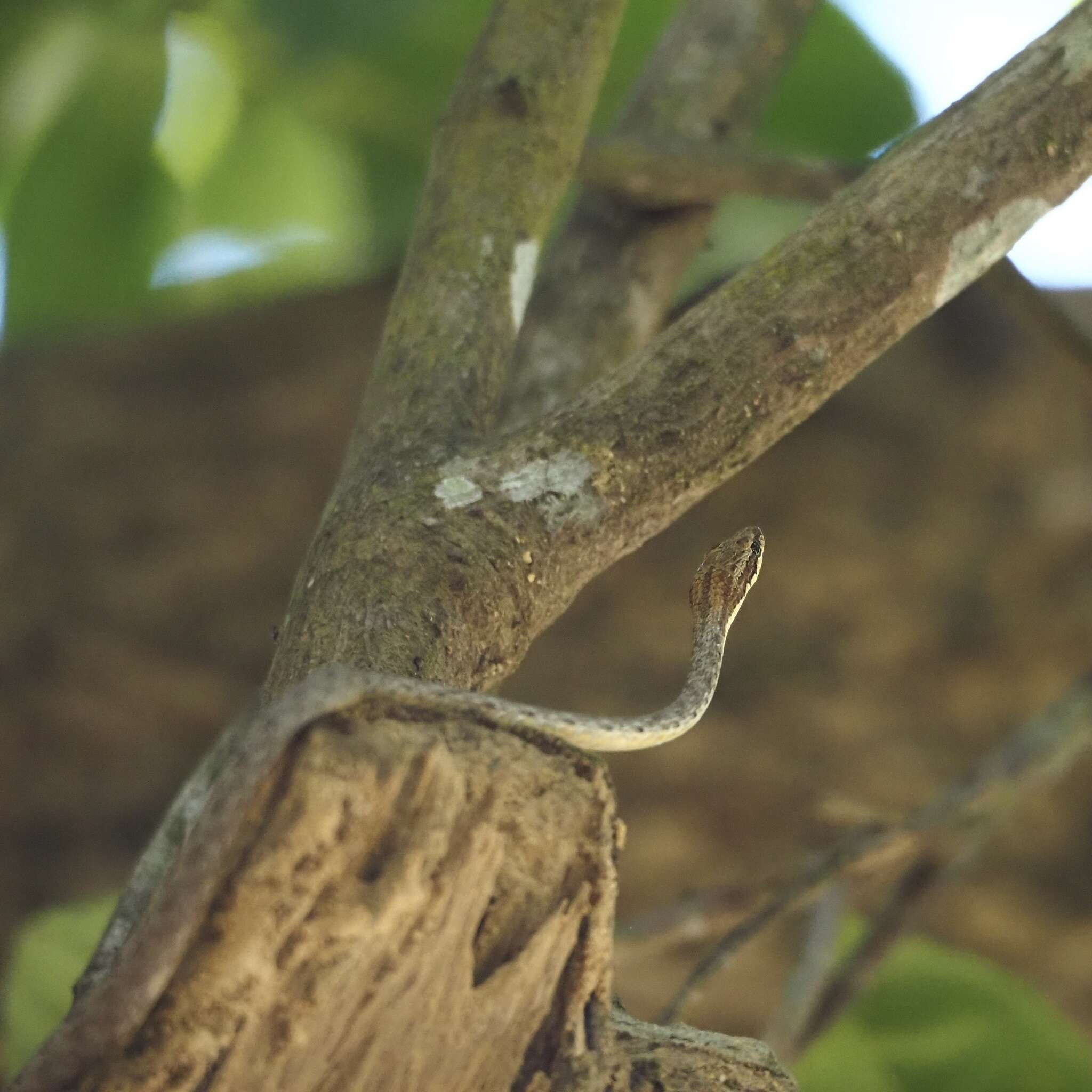 Image of Brown Whip Snake