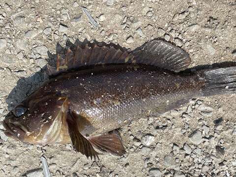 Image of Grass rockfish