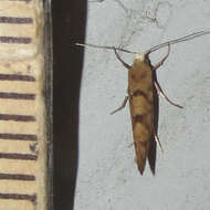 Image of Argyresthia alternatella Kearfott 1908