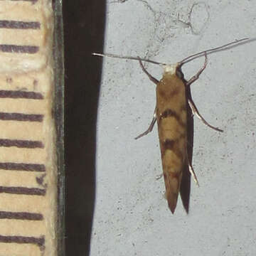 Image of Argyresthia alternatella Kearfott 1908