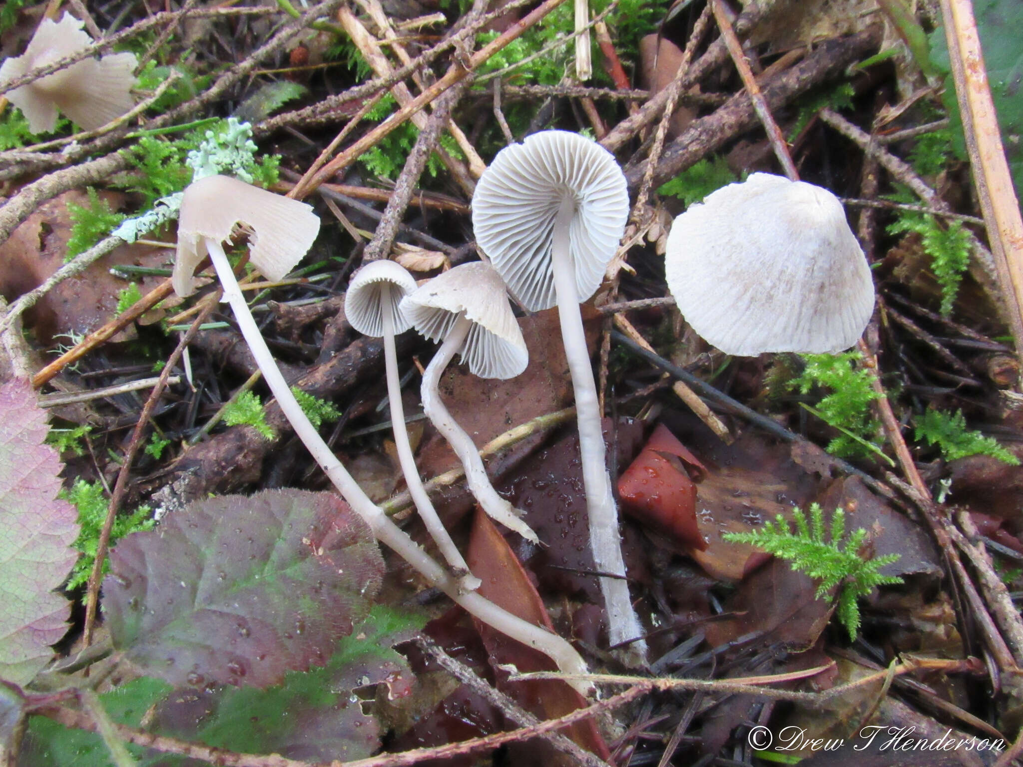 Sivun Mycena robusta (A. H. Sm.) Maas Geest. 1988 kuva