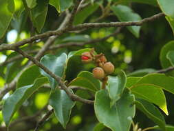 Magnolia nilagirica (Zenker) Figlar的圖片
