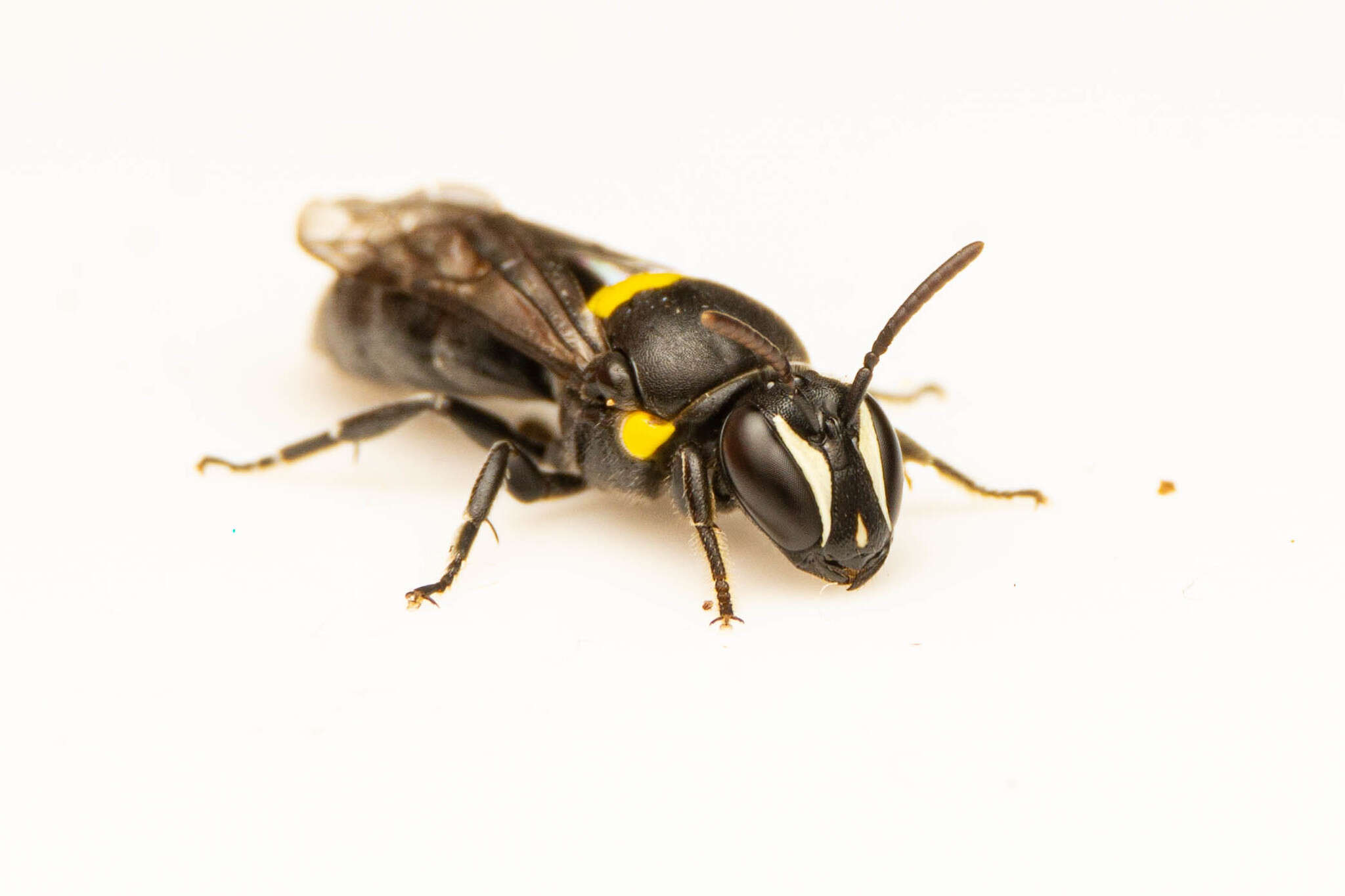 Imagem de Hylaeus nubilosus (Smith 1853)