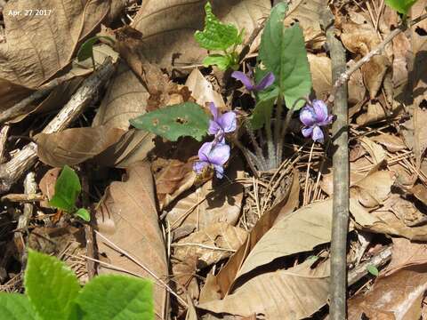 Imagem de Viola phalacrocarpa Maxim.