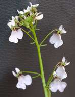 صورة Nemesia saccata E. Mey. ex Benth.