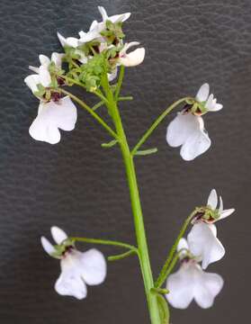 صورة Nemesia saccata E. Mey. ex Benth.