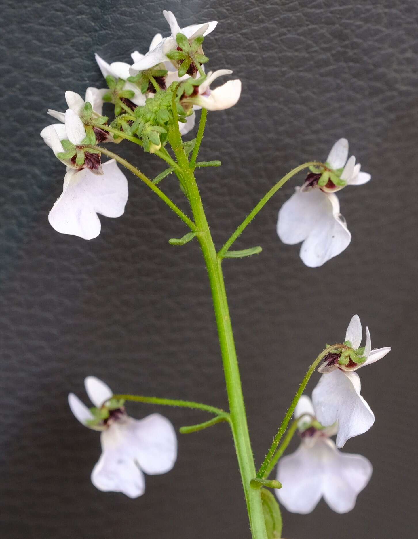 Image of Nemesia saccata E. Mey. ex Benth.