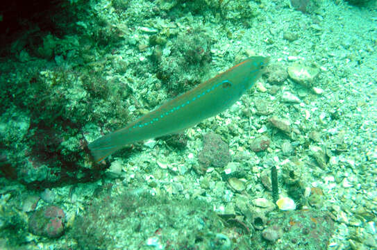 Image of Chameleon wrasse