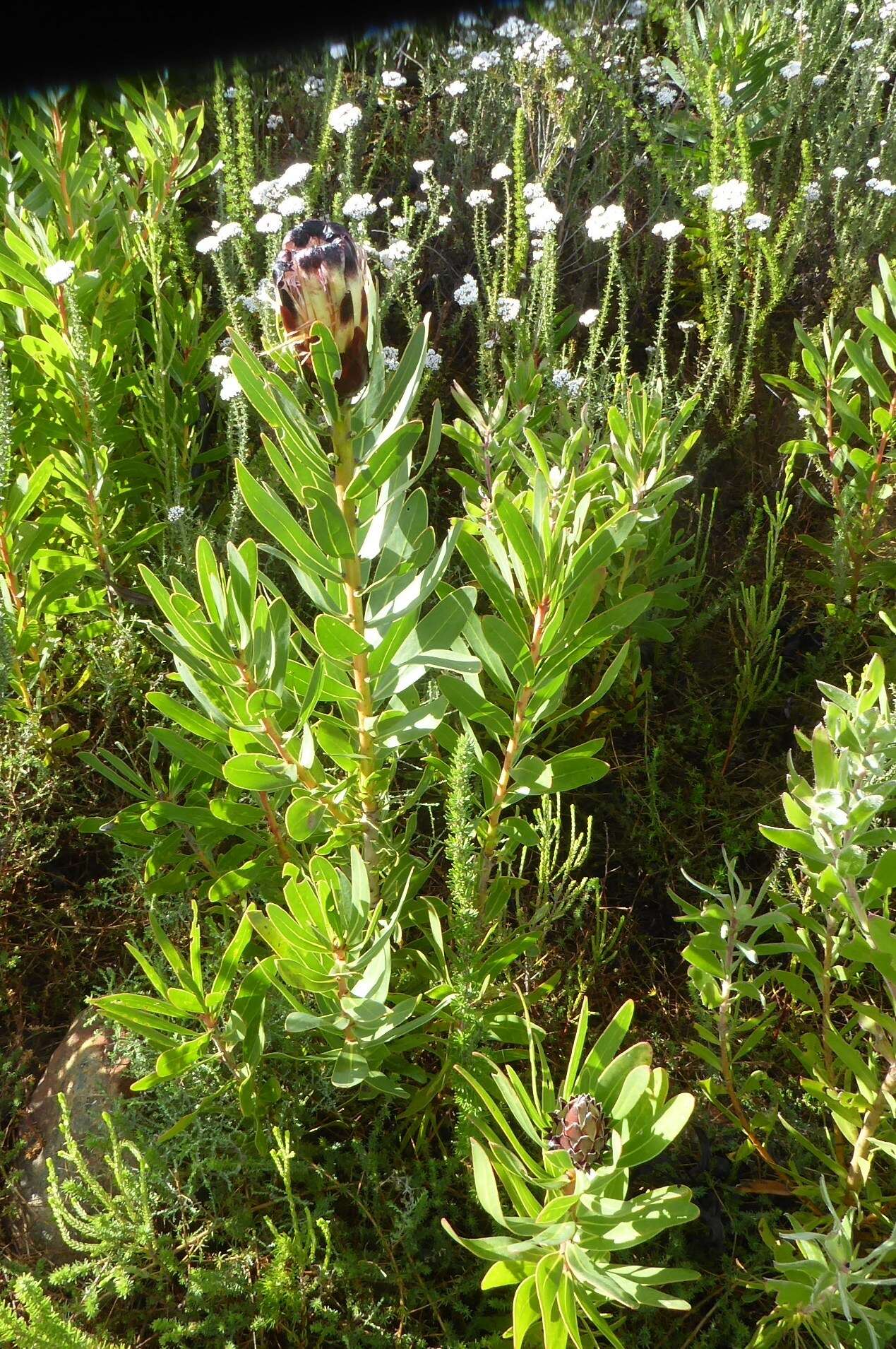 Image of Protea lepidocarpodendron (L.) L.