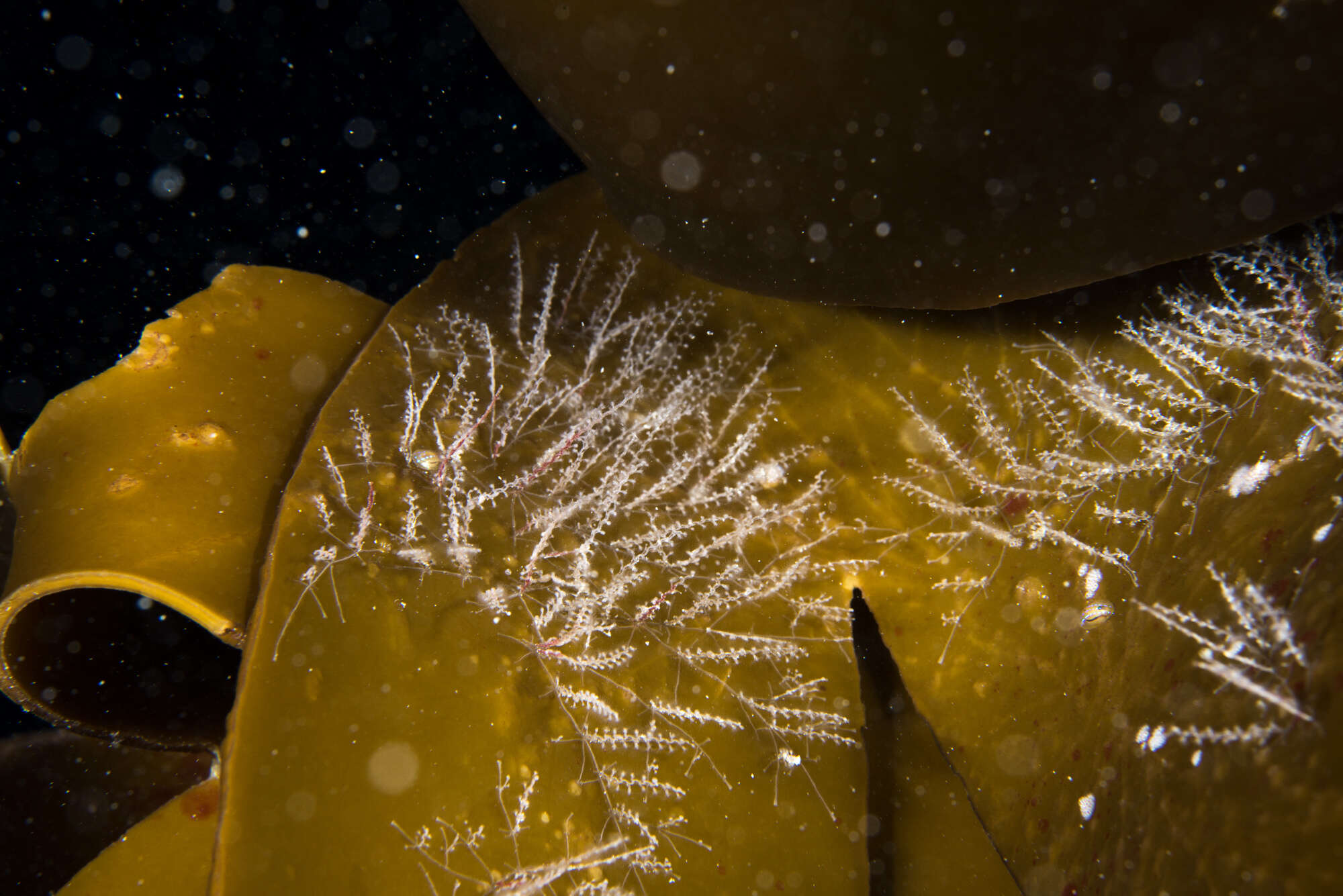 Image of bell hydroid