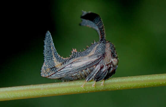 Imagem de Notocera cruciatus Fabricius