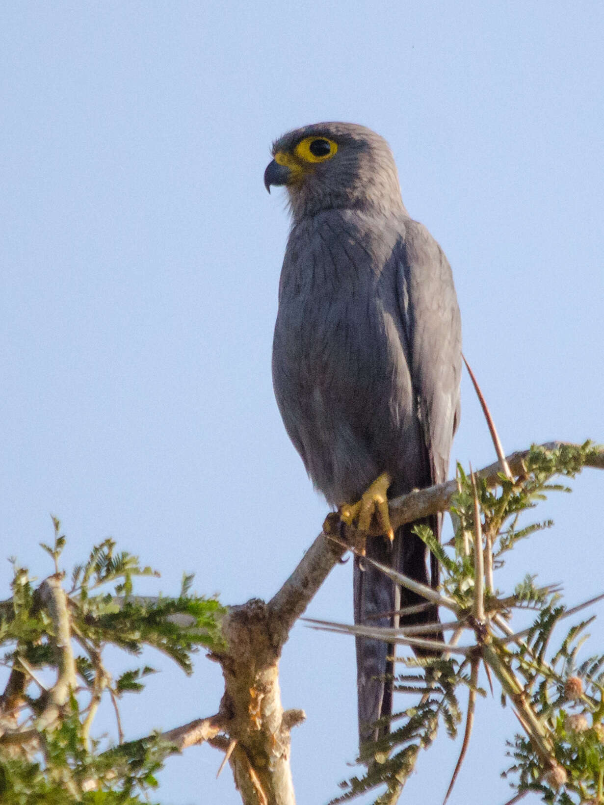 صورة Falco ardosiaceus Vieillot 1823