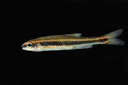 Imagem de Notropis cummingsae Myers 1925