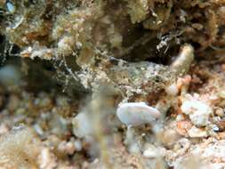 Image of Large-headed goby