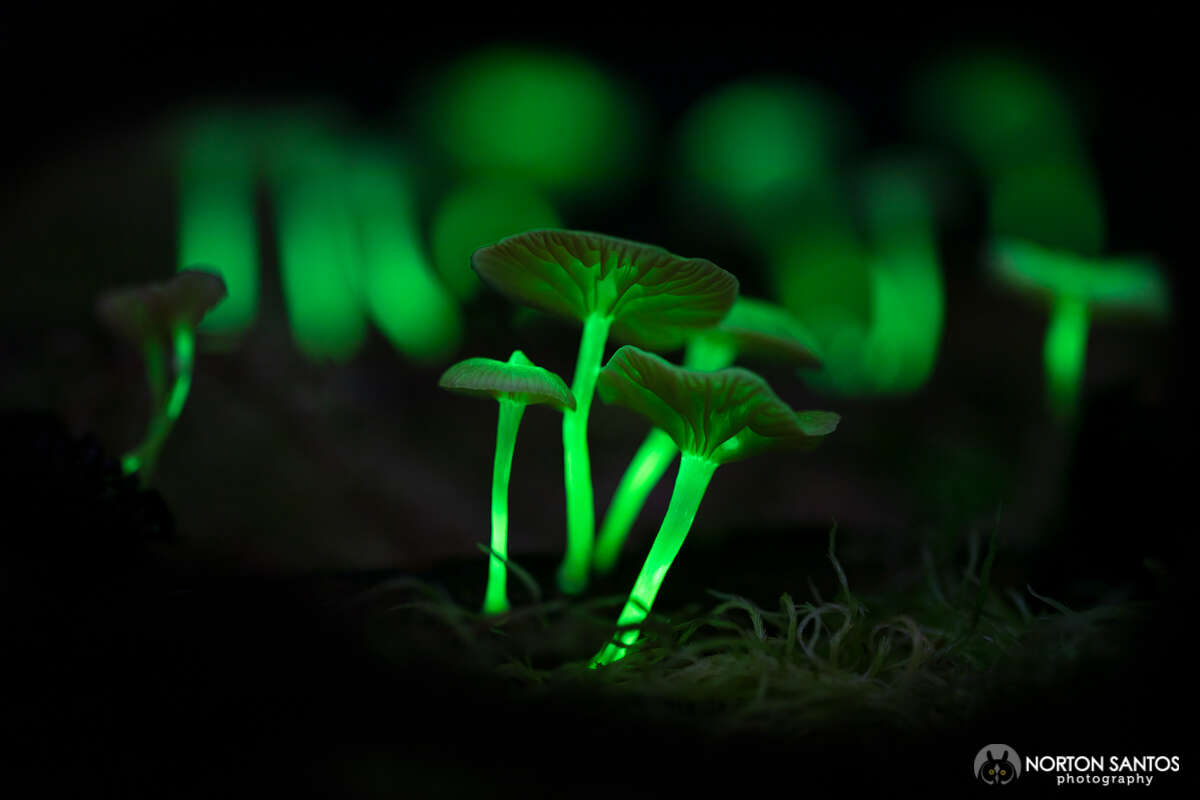 Mycena lucentipes Desjardin, Capelari & Stevani 2007的圖片