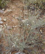 Image of Helichrysum zeyheri Less.